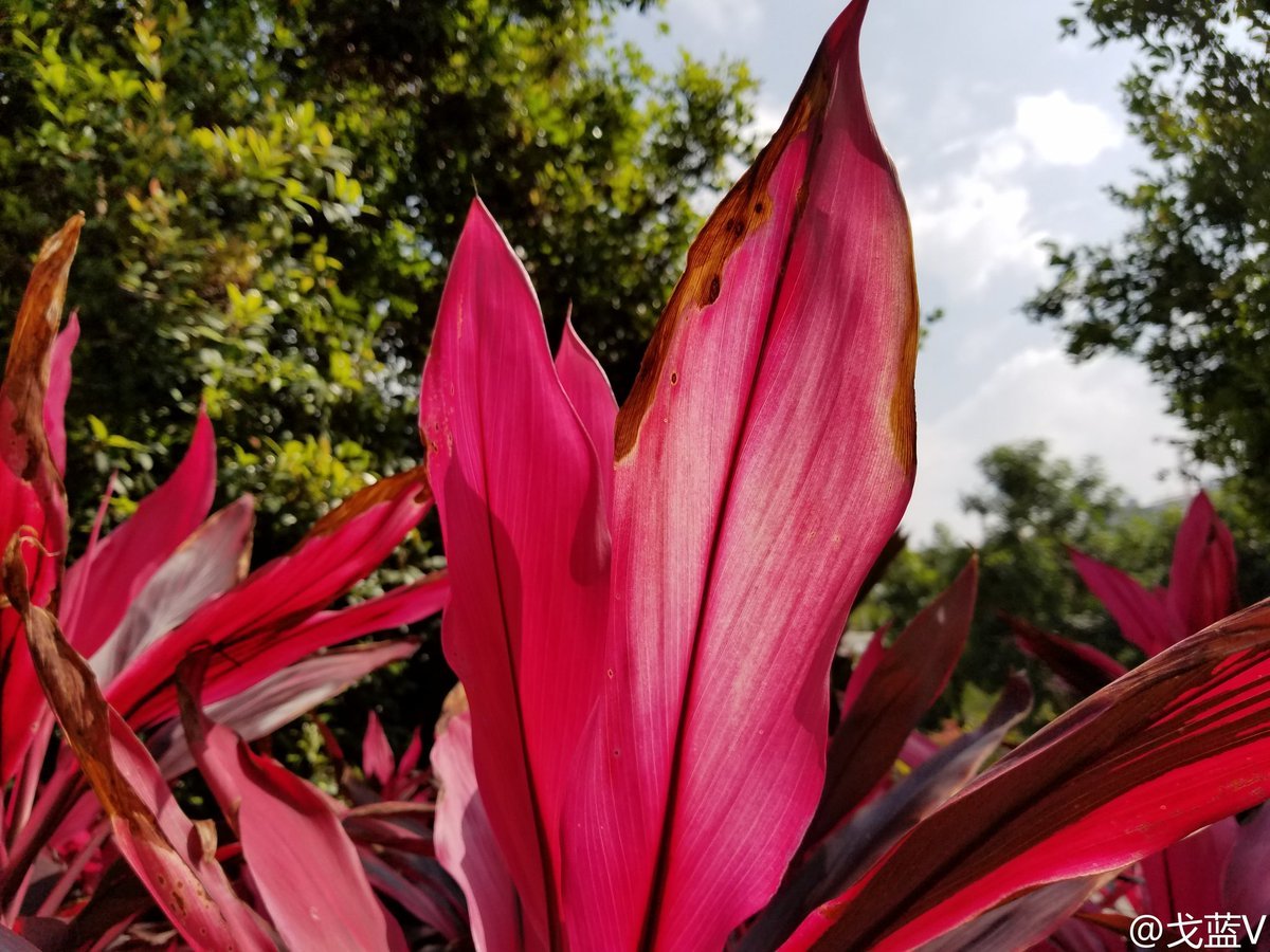 Galaxy S8 Camera Sample